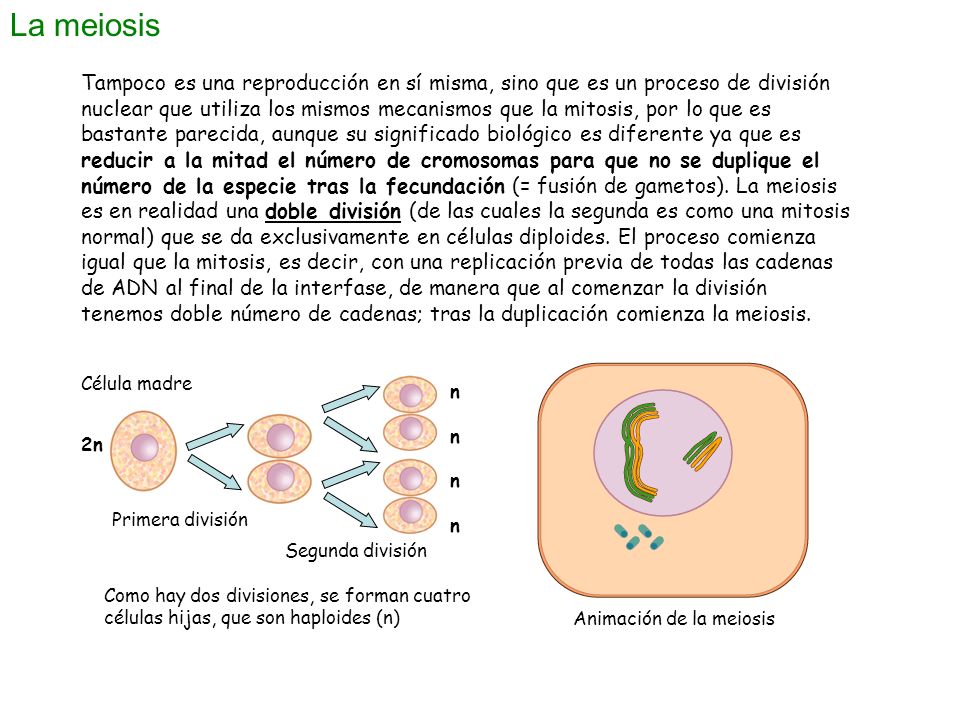 La meiosis