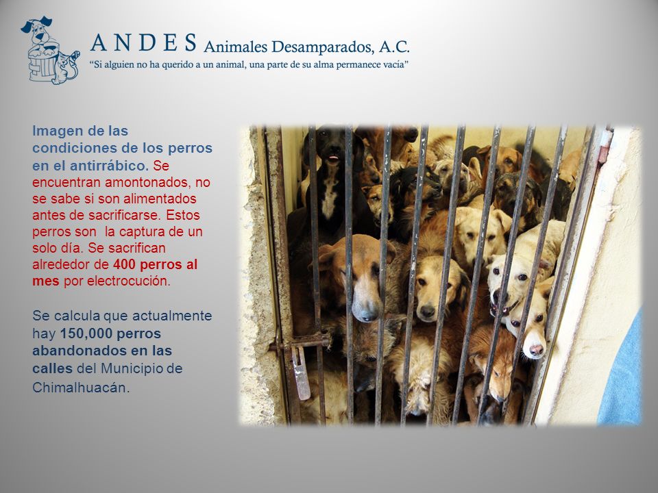 Imagen de las condiciones de los perros en el antirrábico