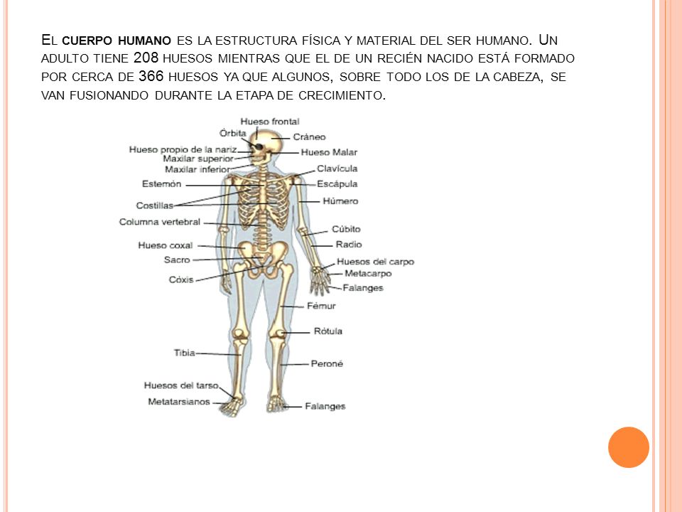El cuerpo humano es la estructura física y material del ser humano