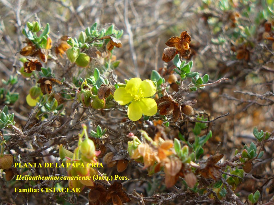 PLANTA DE LA PAPA CRÍA Helianthemum canariense (Jacq.) Pers. Familia: CISTACEAE