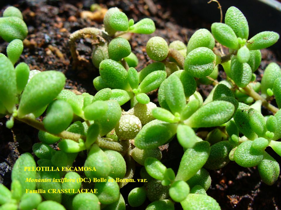 PELOTILLA ESCAMOSA Monantes laxiflora (DC.) Bolle ex Bornm. var. Familia CRASSULACEAE