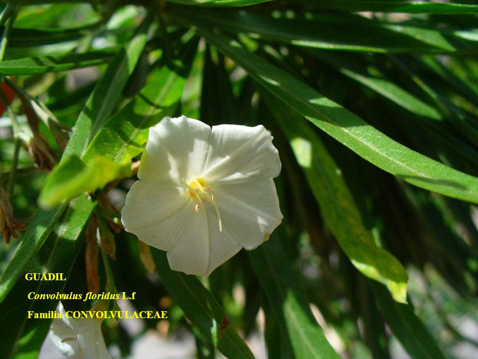 Familia: CISTACEAE GUADIL Convolvulus floridus L.f Familia CONVOLVULACEAE :