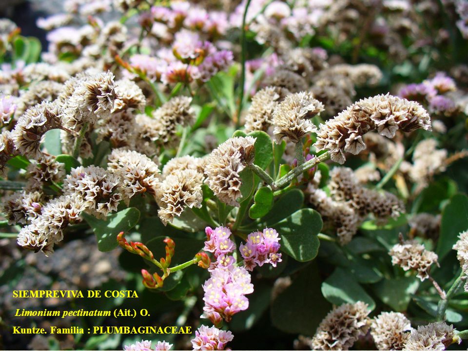 SIEMPREVIVA DE COSTA Limonium pectinatum (Ait.) O. Kuntze. Familia : PLUMBAGINACEAE