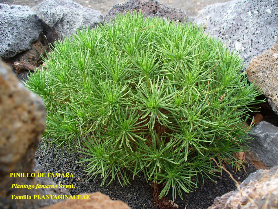 PINILLO DE FAMARA Plantago famarae Svent. Familia PLANTAGINACEAE