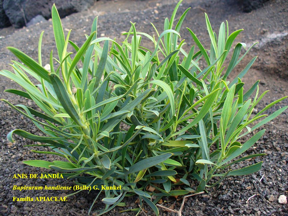 ANÍS DE JANDÍA Bupleurum handiense (Bolle) G. Kunkel Familia APIACEAE