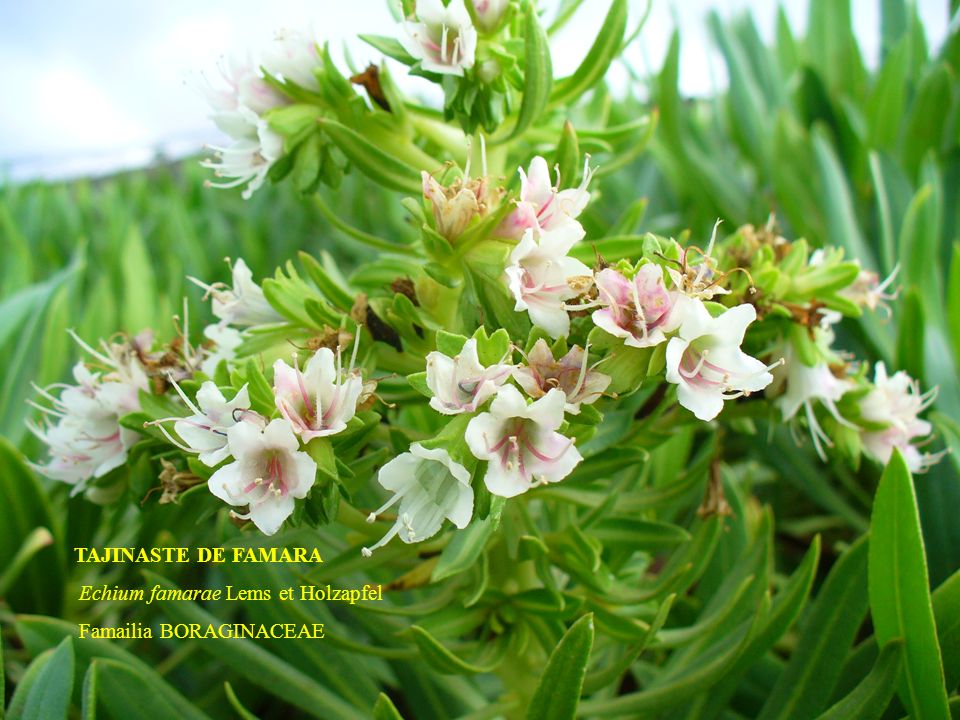 TAJINASTE DE FAMARA Echium famarae Lems et Holzapfel Famailia BORAGINACEAE