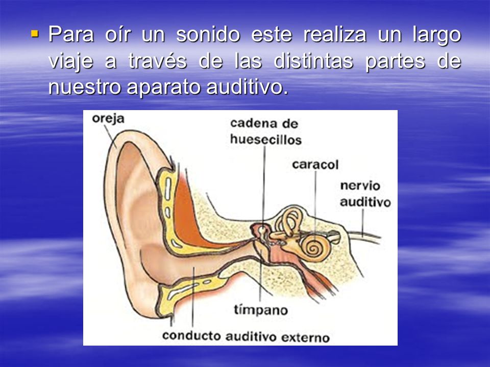 Para oír un sonido este realiza un largo viaje a través de las distintas partes de nuestro aparato auditivo.