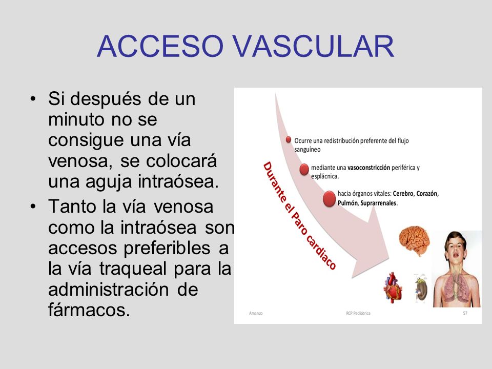 ACCESO VASCULAR Si después de un minuto no se consigue una vía venosa, se colocará una aguja intraósea.