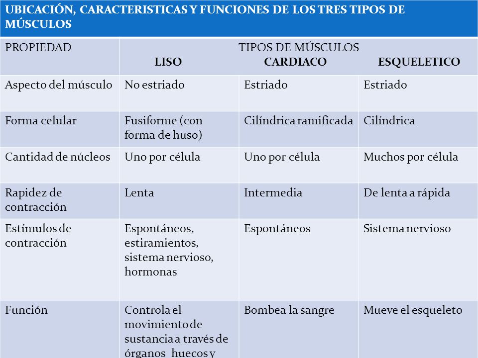 UBICACIÓN, CARACTERISTICAS Y FUNCIONES DE LOS TRES TIPOS DE MÚSCULOS