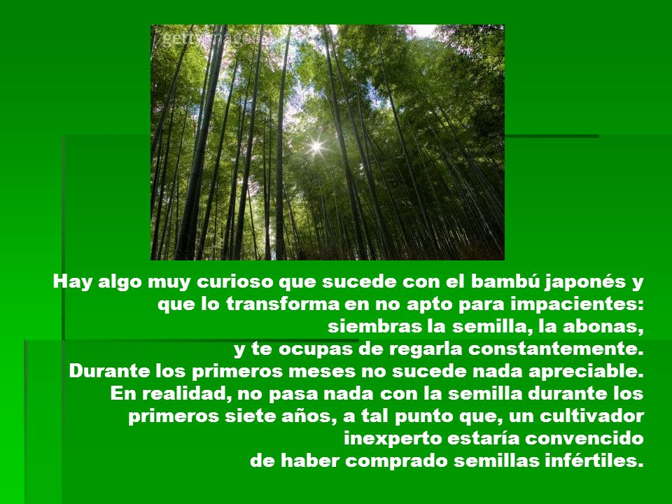 Hay algo muy curioso que sucede con el bambú japonés y que lo transforma en no apto para impacientes: siembras la semilla, la abonas, y te ocupas de regarla constantemente.