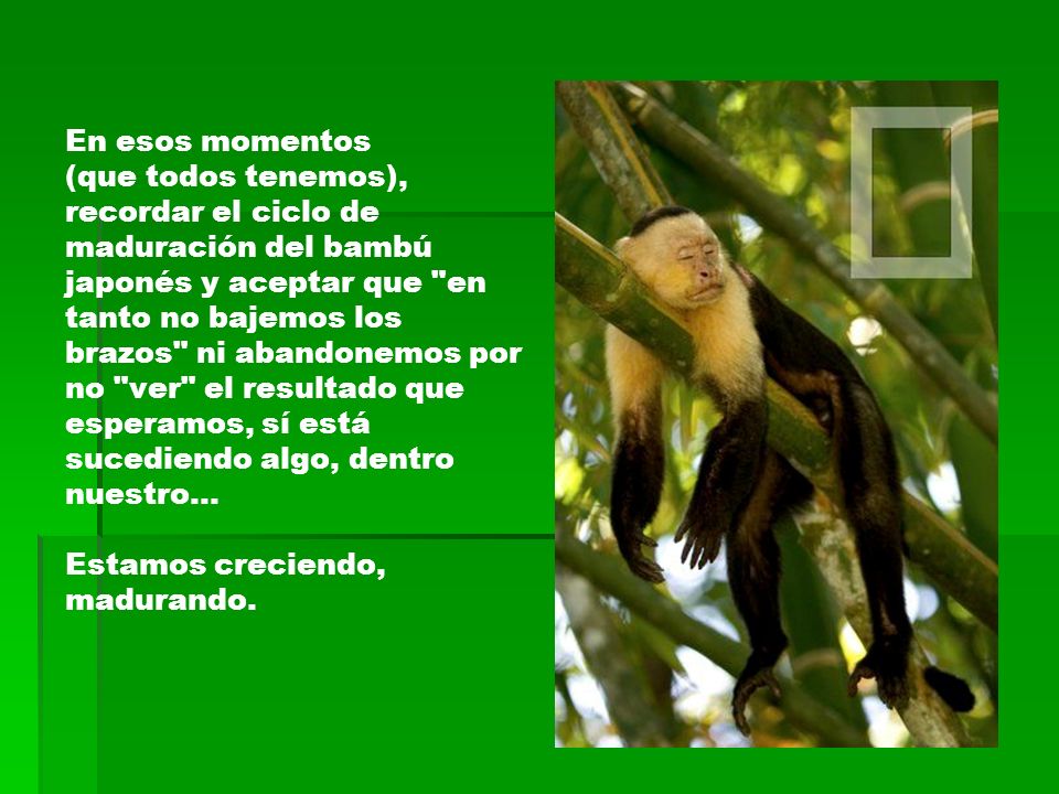 En esos momentos (que todos tenemos), recordar el ciclo de maduración del bambú japonés y aceptar que en tanto no bajemos los brazos ni abandonemos por no ver el resultado que esperamos, sí está sucediendo algo, dentro nuestro… Estamos creciendo, madurando.