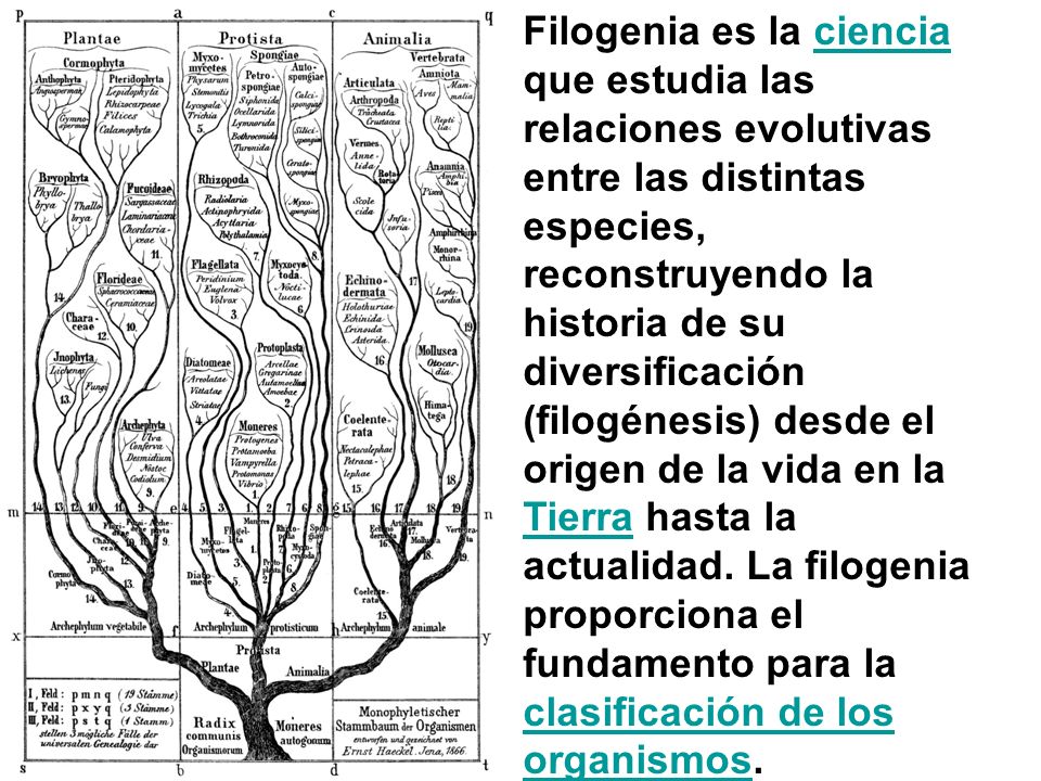 Filogenia es la ciencia que estudia las relaciones evolutivas entre las distintas especies, reconstruyendo la historia de su diversificación (filogénesis) desde el origen de la vida en la Tierra hasta la actualidad.