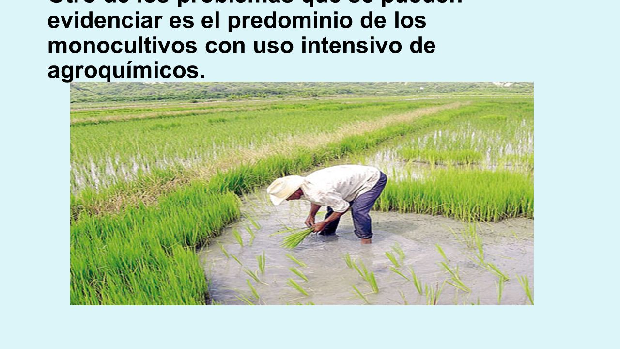 Otro de los problemas que se pueden evidenciar es el predominio de los monocultivos con uso intensivo de agroquímicos.