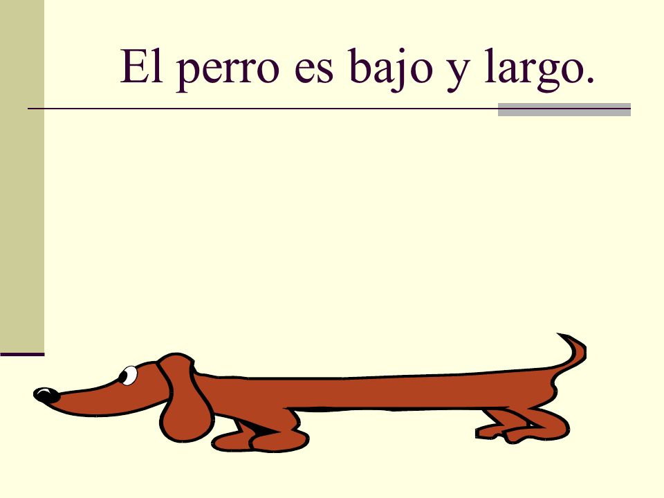 El perro es bajo y largo.