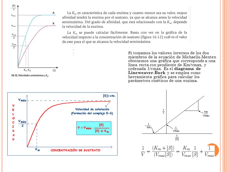 Si tomamos los valores inversos de los dos miembros de la ecuación de Michaelis-Menten obtenemos una gráfica que corresponde a una línea recta con pendiente de Km/vmax, y ordenada 1/vmax.