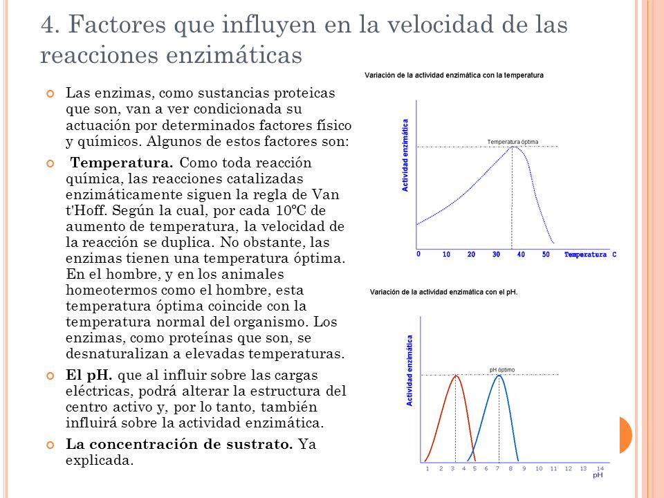 4. Factores que influyen en la velocidad de las reacciones enzimáticas
