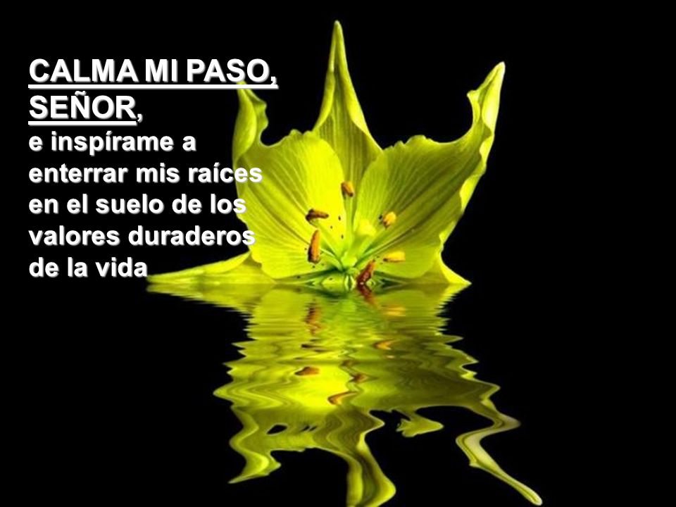 CALMA MI PASO, SEÑOR, e inspírame a enterrar mis raíces en el suelo de los valores duraderos de la vida.