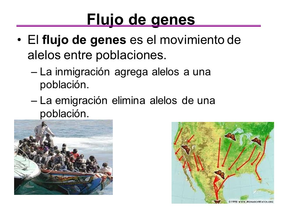 Flujo de genes El flujo de genes es el movimiento de alelos entre poblaciones. La inmigración agrega alelos a una población.