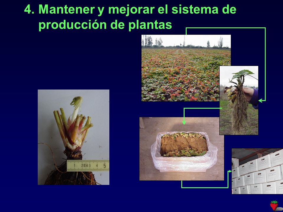 Mantener y mejorar el sistema de producción de plantas