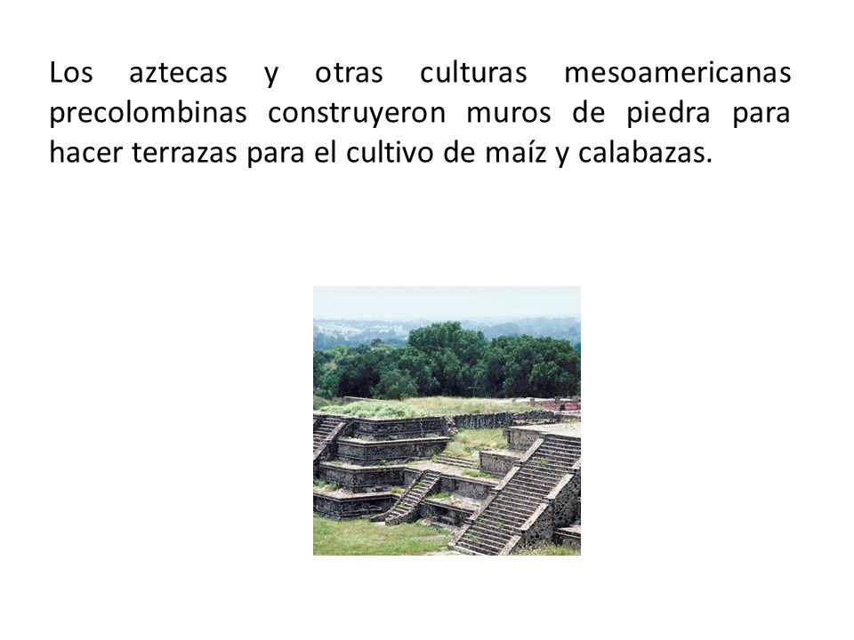 Los aztecas y otras culturas mesoamericanas precolombinas construyeron muros de piedra para hacer terrazas para el cultivo de maíz y calabazas.
