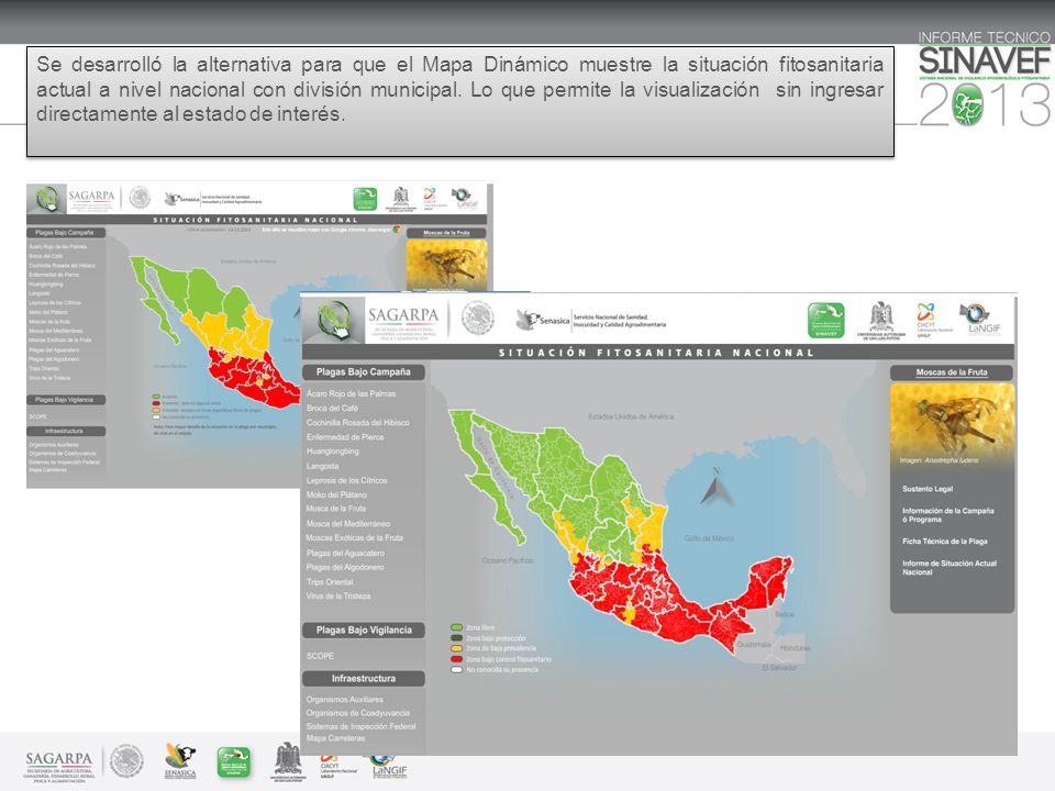 Se desarrolló la alternativa para que el Mapa Dinámico muestre la situación fitosanitaria actual a nivel nacional con división municipal.