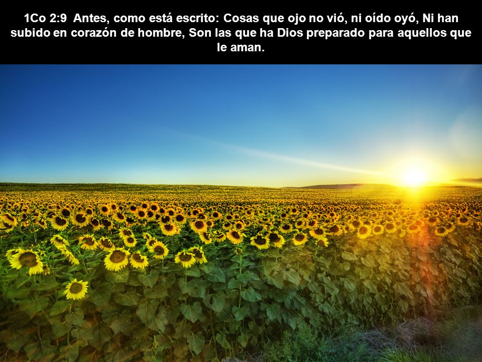 1Co 2:9 Antes, como está escrito: Cosas que ojo no vió, ni oído oyó, Ni han subido en corazón de hombre, Son las que ha Dios preparado para aquellos que le aman.