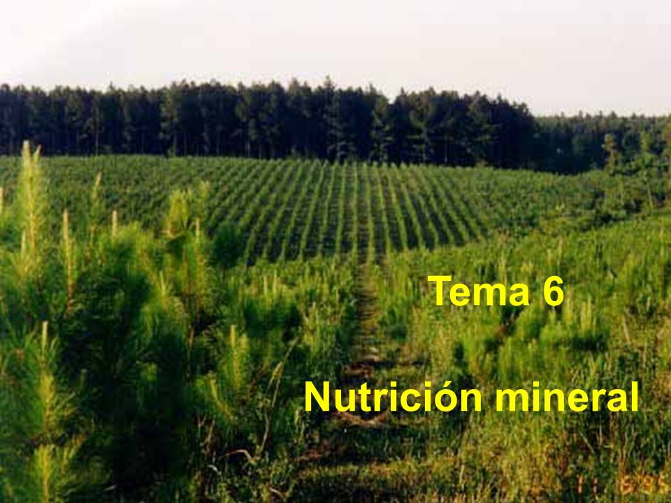 Tema 6 Nutrición mineral