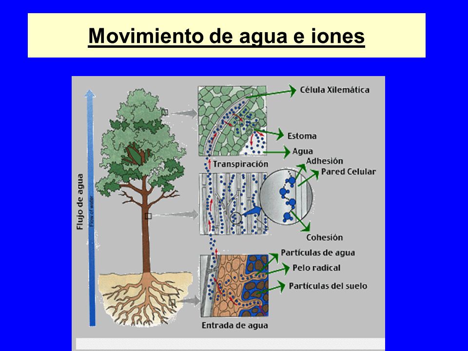 Movimiento de agua e iones