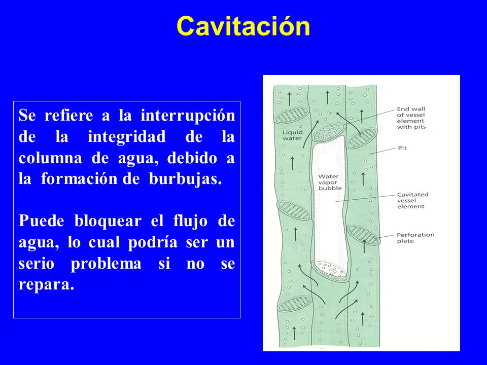 Cavitación Se refiere a la interrupción de la integridad de la columna de agua, debido a la formación de burbujas.