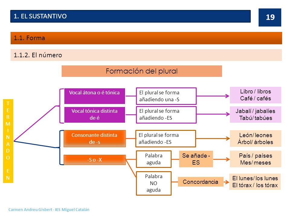 1. EL SUSTANTIVO 1.1. Forma El número Formación del plural