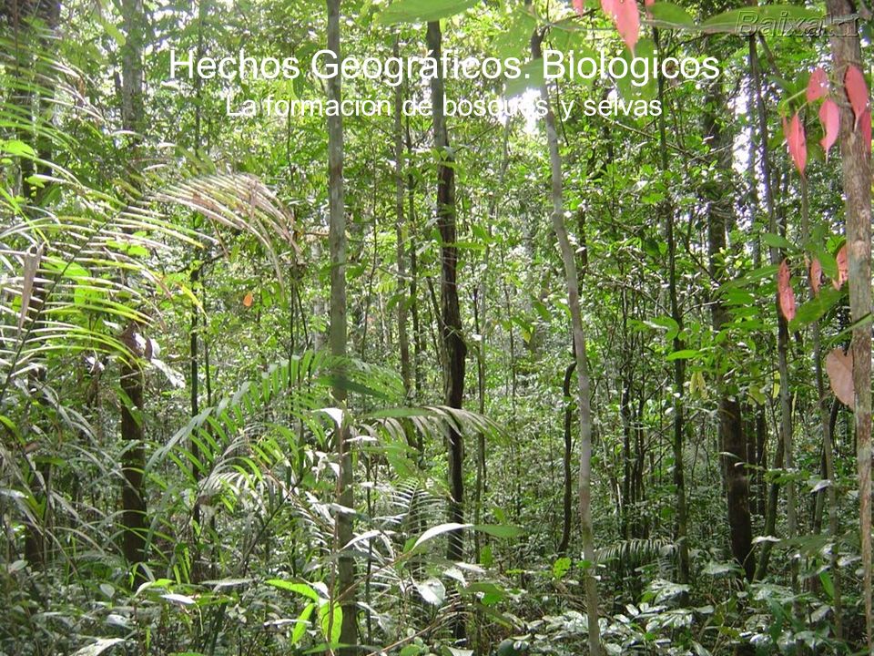 Hechos Geográficos: Biológicos La formación de bosques y selvas