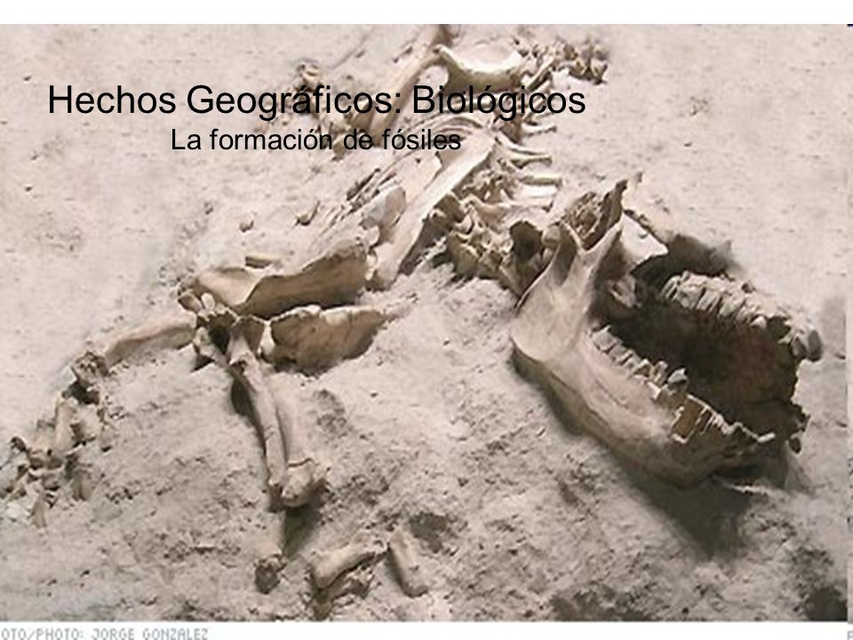 Hechos Geográficos: Biológicos La formación de fósiles