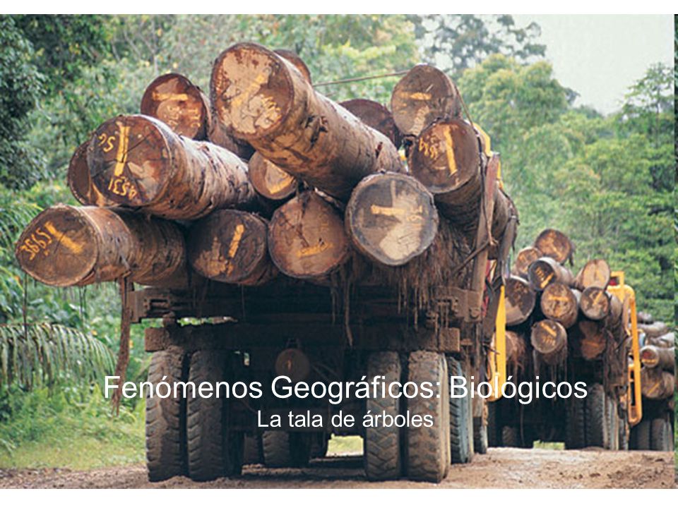 Fenómenos Geográficos: Biológicos La tala de árboles