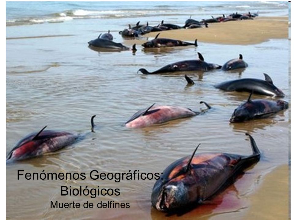 Fenómenos Geográficos: Biológicos Muerte de delfines