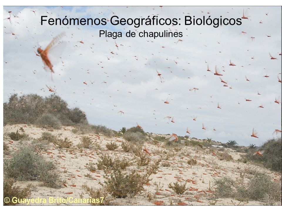 Fenómenos Geográficos: Biológicos Plaga de chapulines