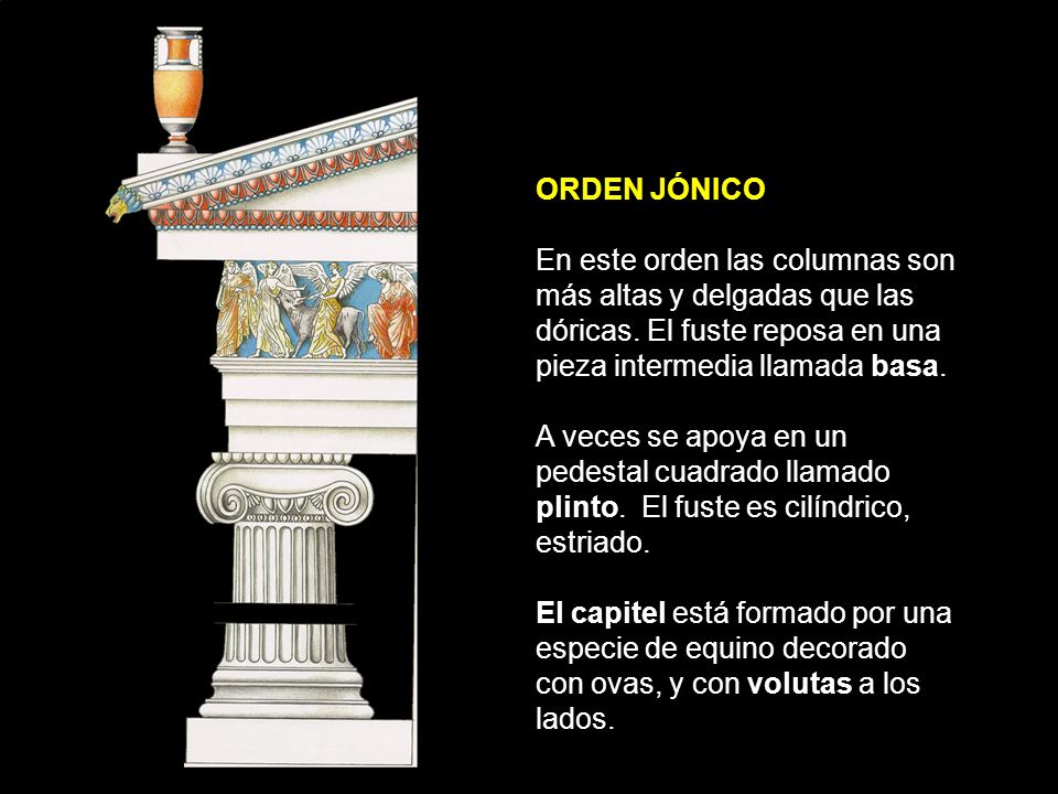 ORDEN JÓNICO En este orden las columnas son más altas y delgadas que las dóricas. El fuste reposa en una pieza intermedia llamada basa.