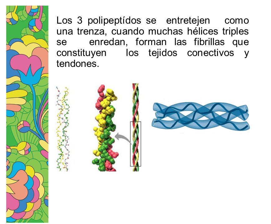 Los 3 polipeptídos se entretejen como una trenza, cuando muchas hélices triples se enredan, forman las fibrillas que constituyen los tejidos conectivos y tendones.