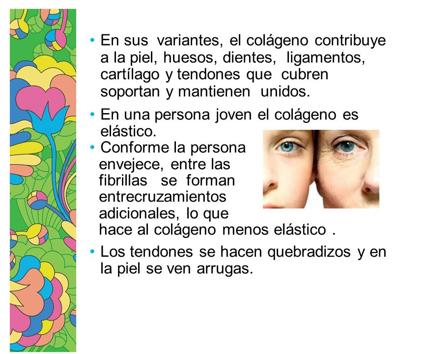 En sus variantes, el colágeno contribuye a la piel, huesos, dientes, ligamentos, cartílago y tendones que cubren soportan y mantienen unidos.