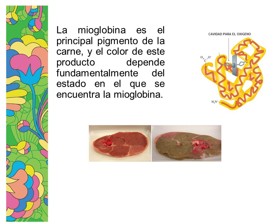 La mioglobina es el principal pigmento de la carne, y el color de este producto depende fundamentalmente del estado en el que se encuentra la mioglobina.