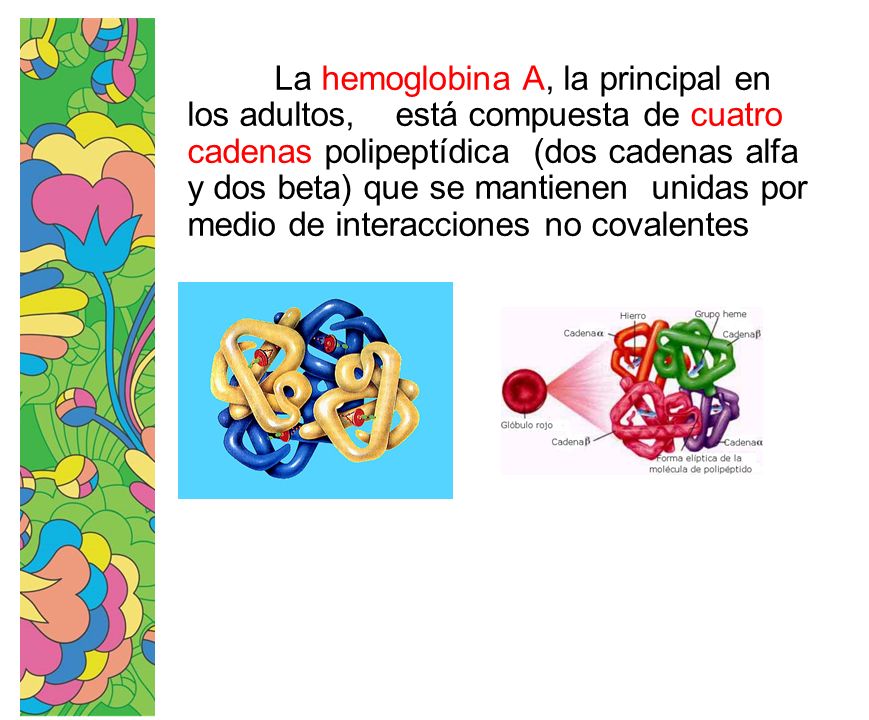 La hemoglobina A, la principal en los adultos, está compuesta de cuatro cadenas polipeptídica (dos cadenas alfa y dos beta) que se mantienen unidas por medio de interacciones no covalentes