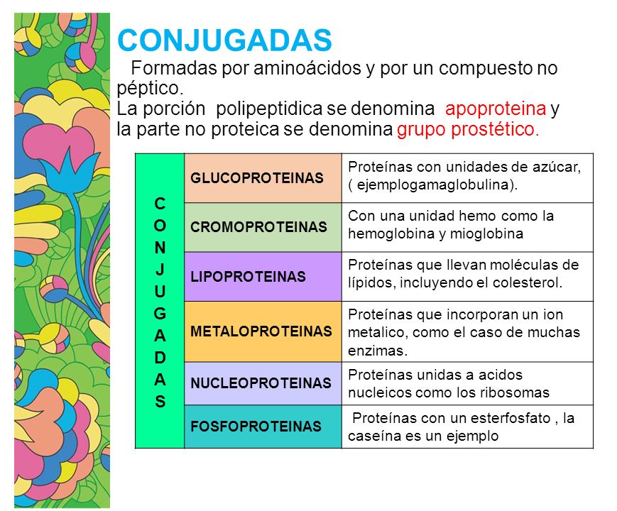 CONJUGADAS Formadas por aminoácidos y por un compuesto no péptico