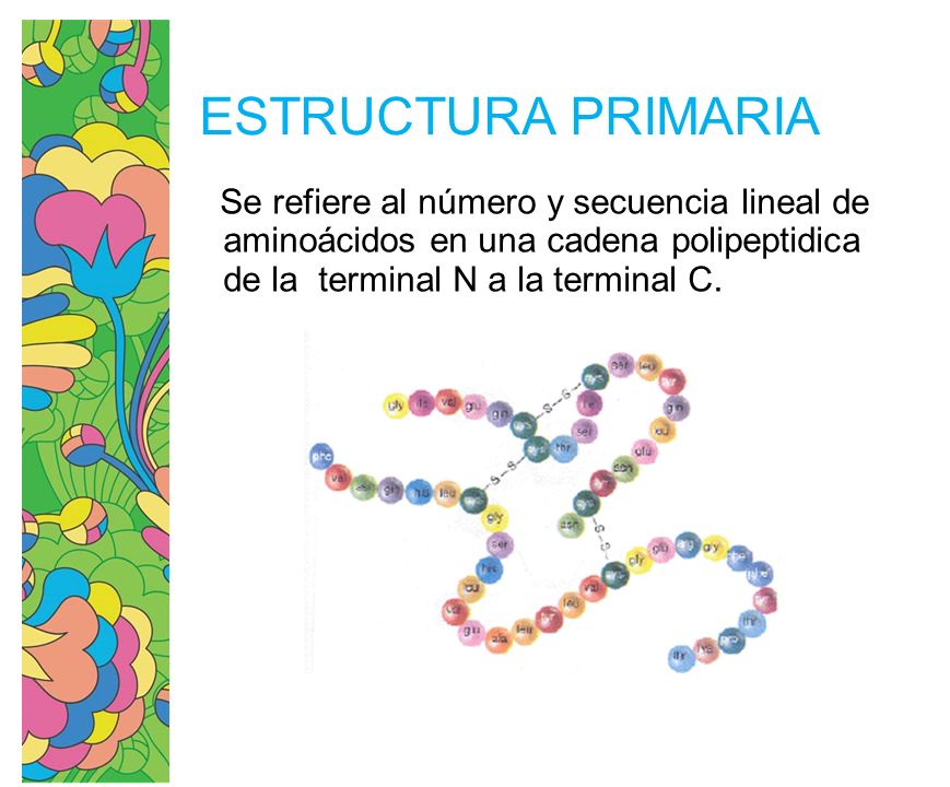 ESTRUCTURA PRIMARIA Se refiere al número y secuencia lineal de aminoácidos en una cadena polipeptidica de la terminal N a la terminal C.