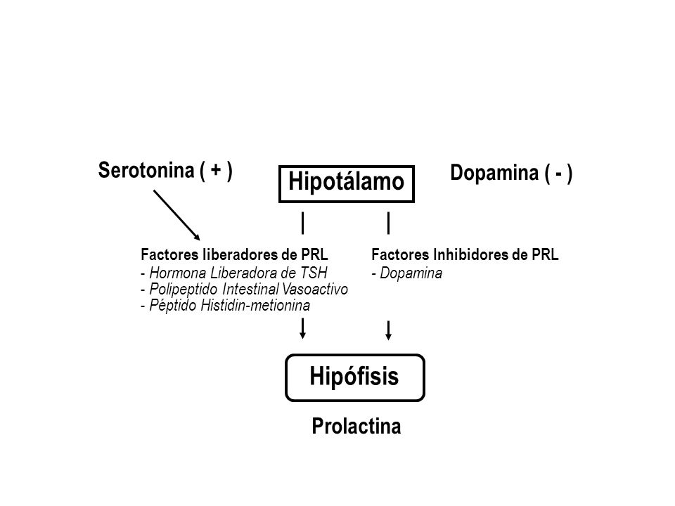 Hipotálamo Hipófisis Serotonina ( + ) Dopamina ( - ) Prolactina