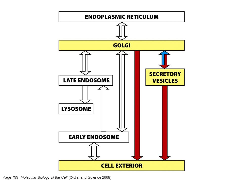 Page 799 Molecular Biology of the Cell (© Garland Science 2008)