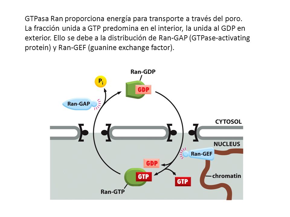 GTPasa Ran proporciona energía para transporte a través del poro.