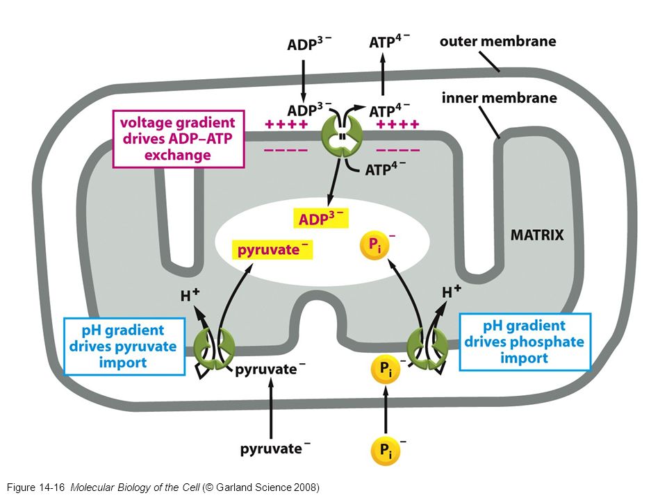 Figure Molecular Biology of the Cell (© Garland Science 2008)