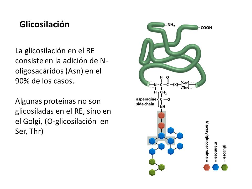 Glicosilación La glicosilación en el RE consiste en la adición de N-oligosacáridos (Asn) en el 90% de los casos.