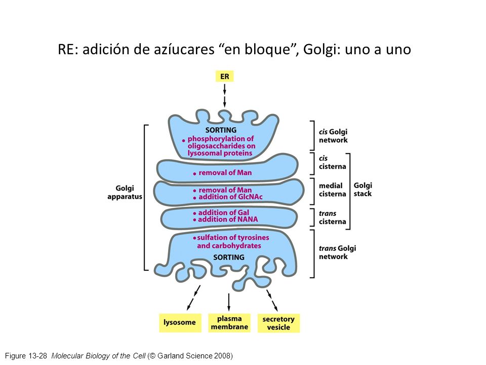 RE: adición de azíucares en bloque , Golgi: uno a uno