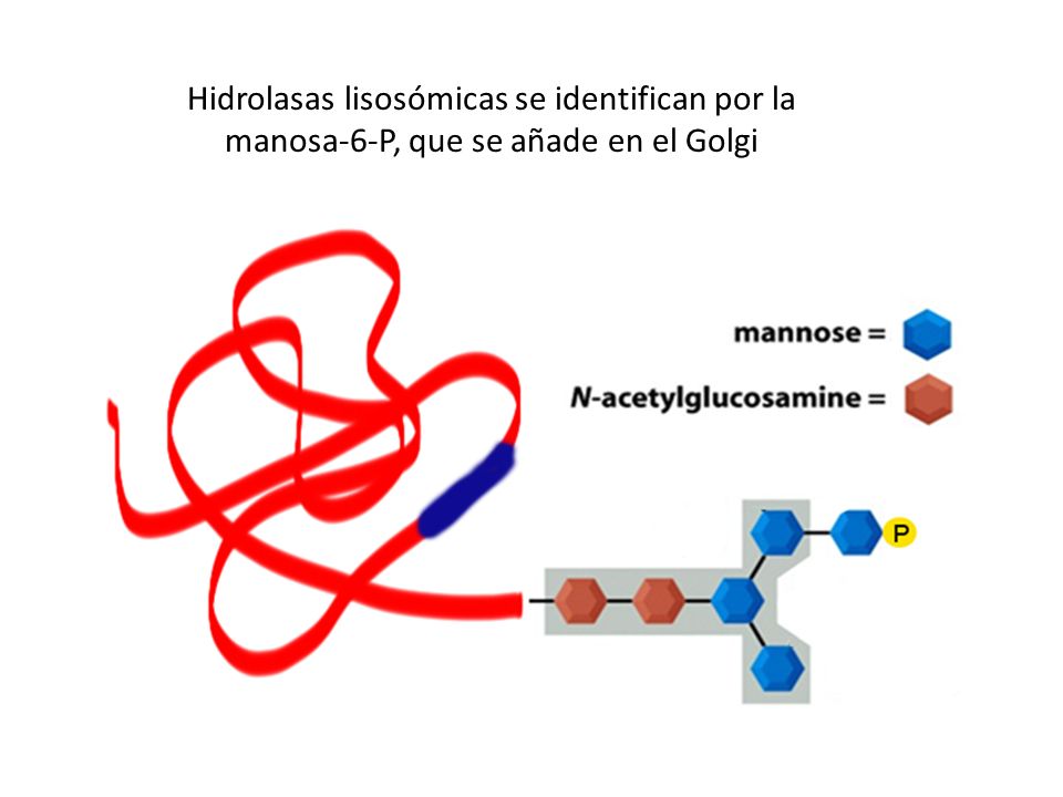 Hidrolasas lisosómicas se identifican por la manosa-6-P, que se añade en el Golgi