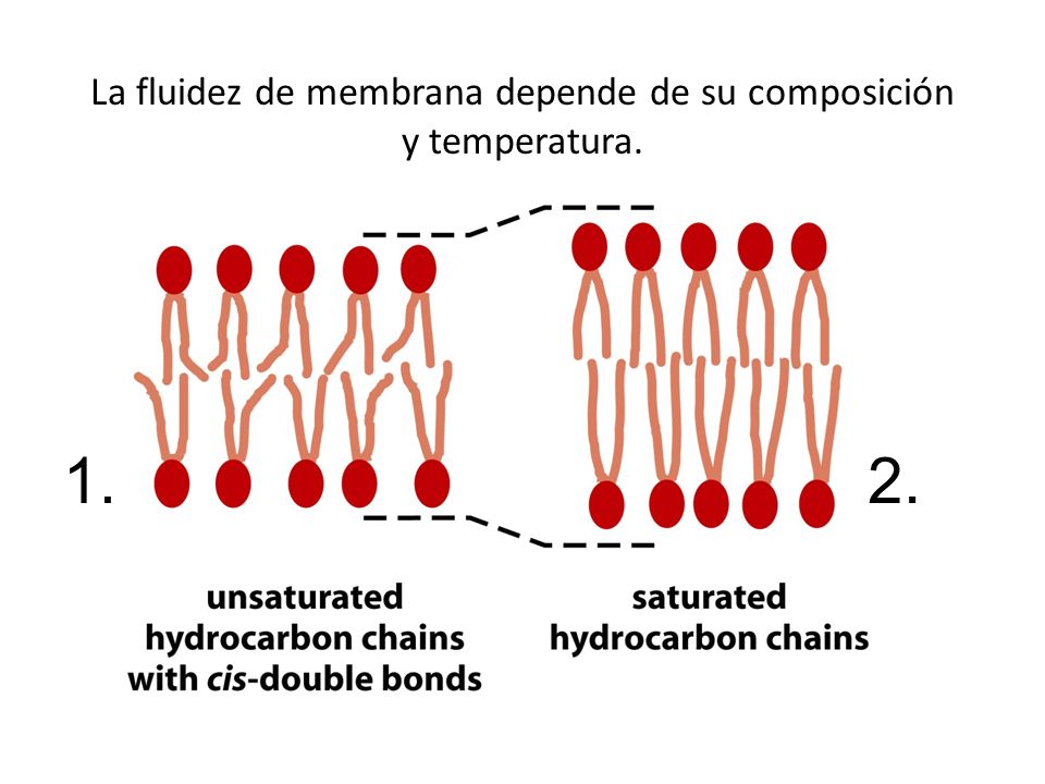 La fluidez de membrana depende de su composición y temperatura.